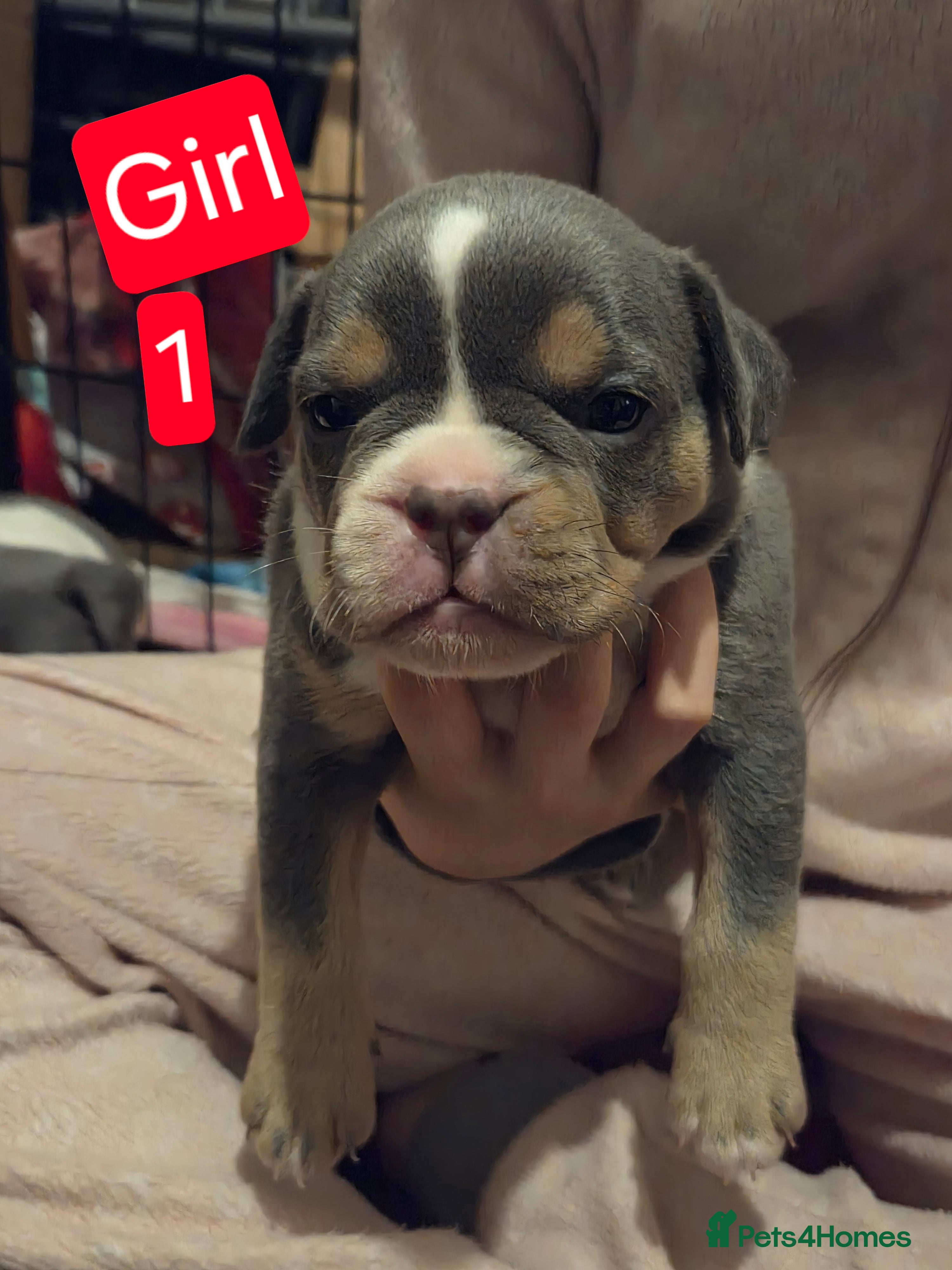 Mixed Breed dogs Frenglish x American Bully Puppies  - Advert 15