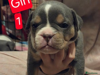 Mixed Breed dogs Frenglish x American Bully Puppies - Advert 15