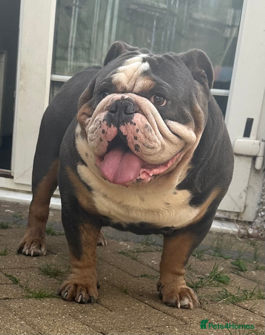 English Bulldog dogs for sale: 🌟Ready Now!🌟 - Advert 33