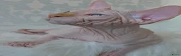 Sphynx cats for sale: 2 Stunning Sphynx Boys – Ready Now 💙 - Advert 13