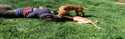 Lurcher dogs for sale: Beautiful Working Stock Female Lurcher Puppy - Advert 4