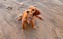 Cockalier dogs for sale: Rehoming Two Young Female Spaniels  - Image 25