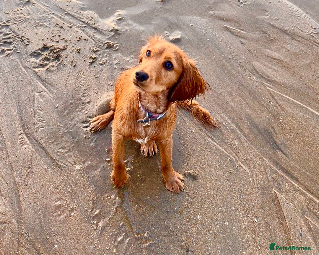 Cockalier dogs for sale: Rehoming Two Young Female Spaniels  - Image 25