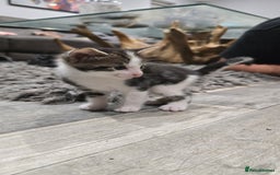 Bengal cats for sale: Bengal x tabby kittens - Image 7