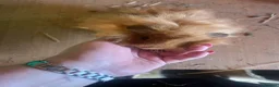 Guinea Pig rodents for sale: male longhaired Guineapigs  - Advert 6