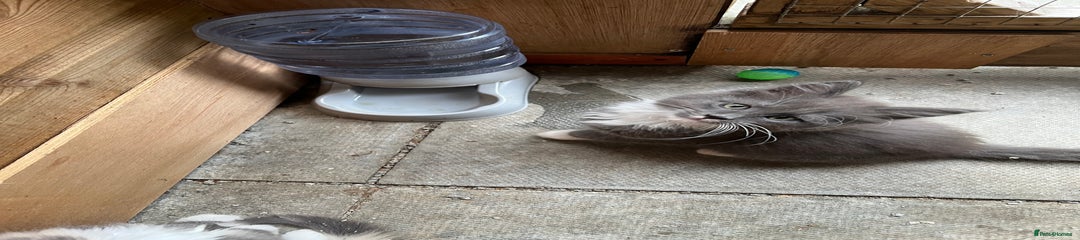 Maine Coon Kitten 3