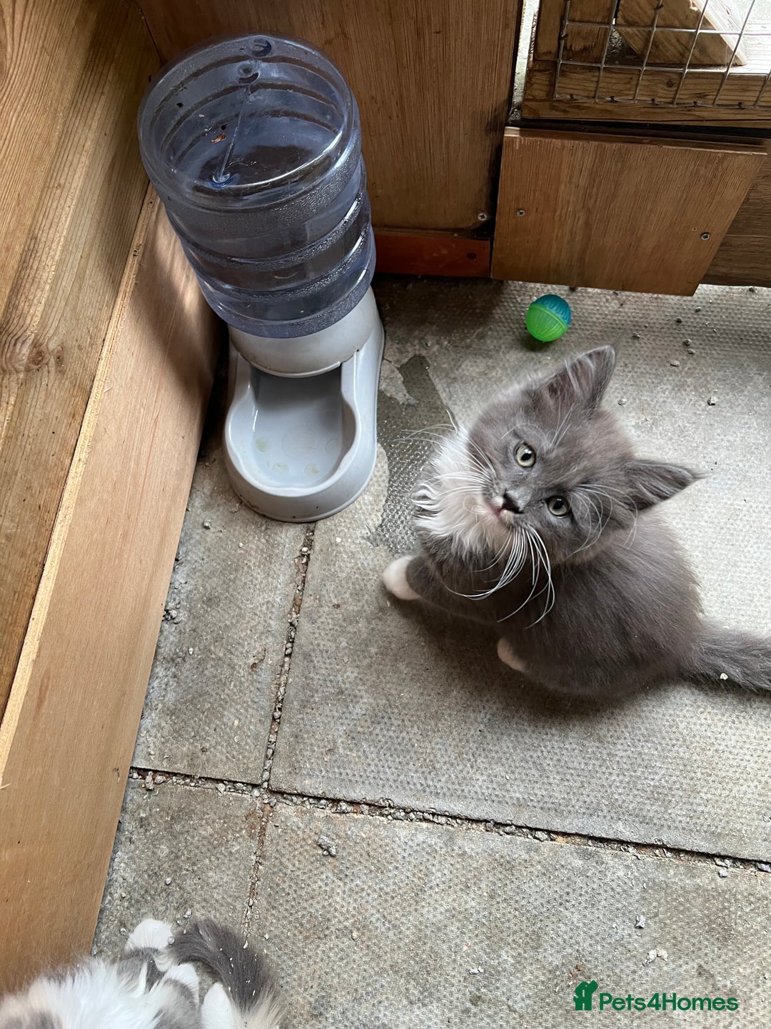 Maine Coon cats for sale: 3 Beautiful Main Coon - Image 14