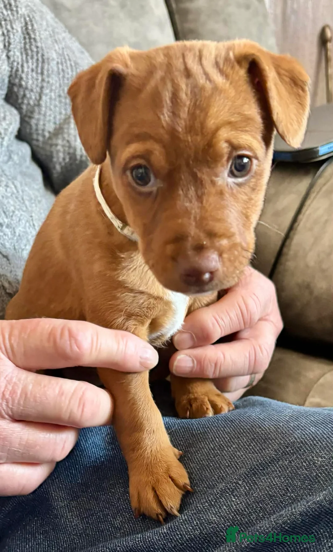 Mixed Breed dogs for sale: Jack Russell X Lakeland Terrier Puppies  in Falkirk - Advert 8