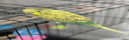 Budgerigars birds for sale: Budgie Up For Sale As Leaving Abroad in Enfield - Advert 3