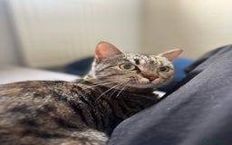 Mixed Breed cats for sale: Female cat  - Image 3