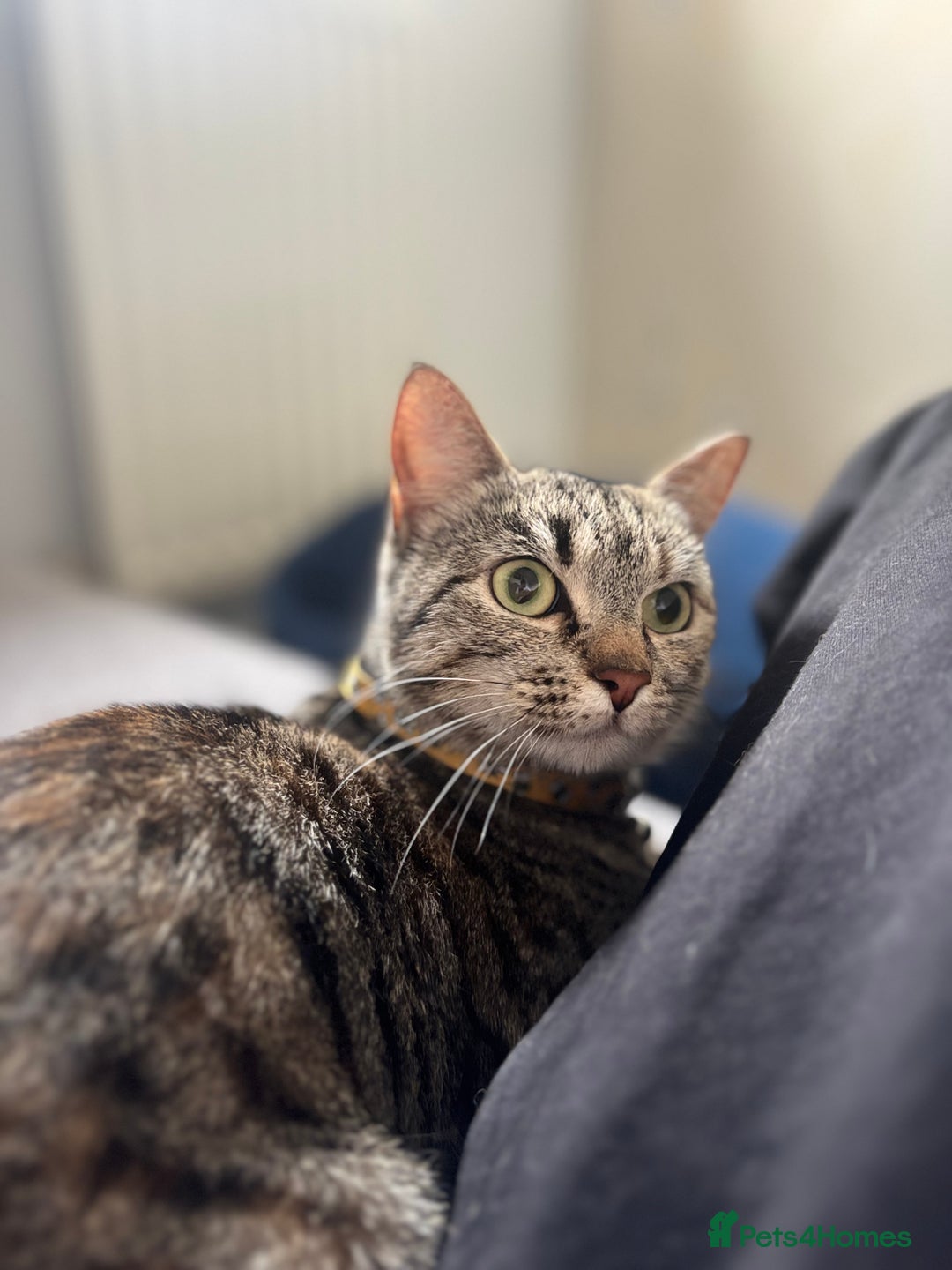 Mixed Breed cats for sale: Female cat  - Image 3