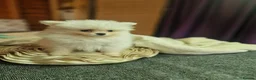 Pomeranian dogs for sale: Beautiful snow white Pomeranian puppy's  in Warrington - Advert 10
