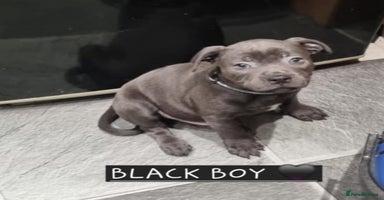 Staffordshire Bull Terrier dogs - Advert 5