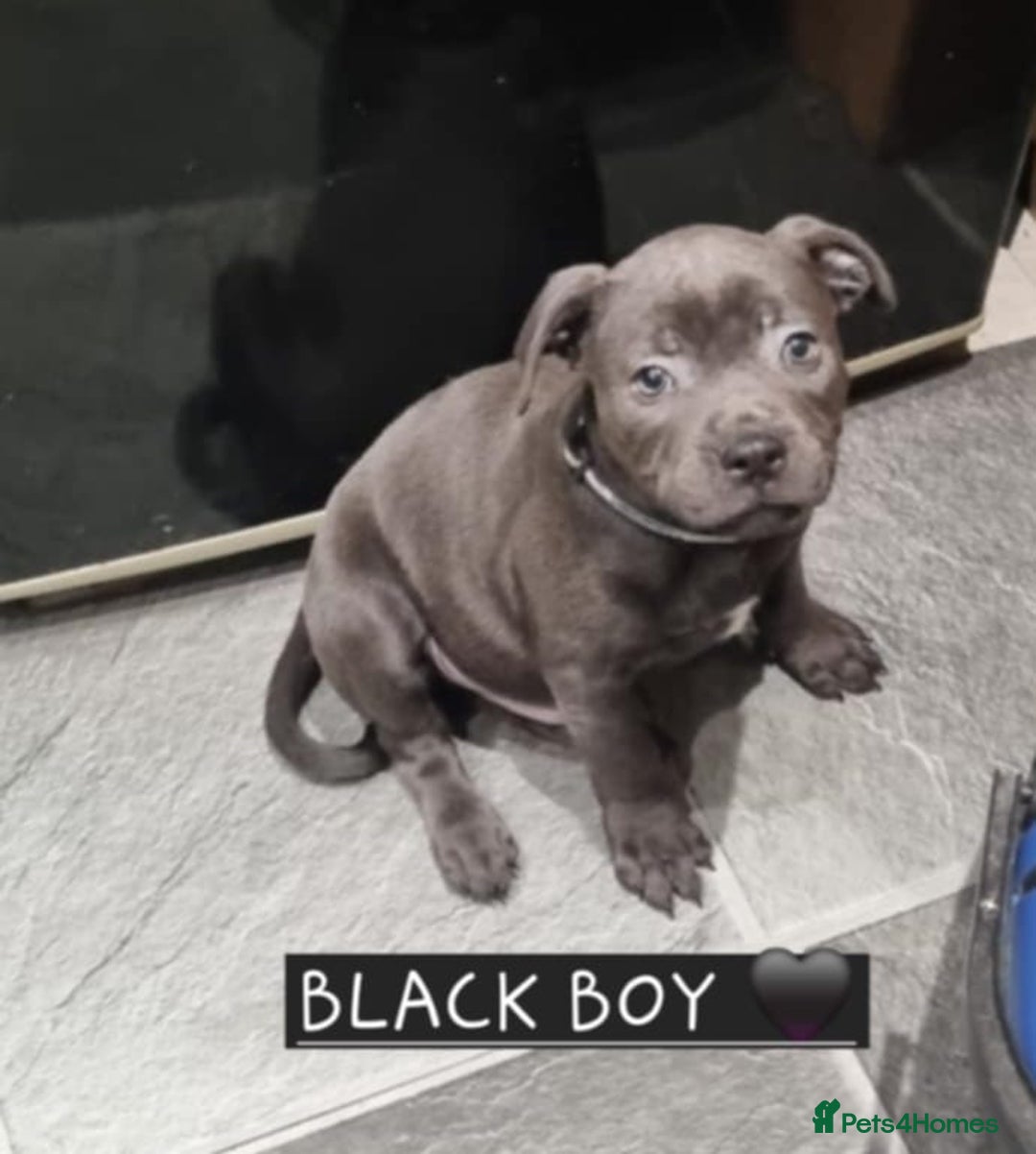 Staffordshire Bull Terrier dogs for sale: LAST ROYAL REGIMENT BOY KC REGISTERED  - Image 2