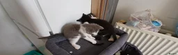 Mixed Breed cats for sale: 5 cuties looking for new forever homes - Advert 10