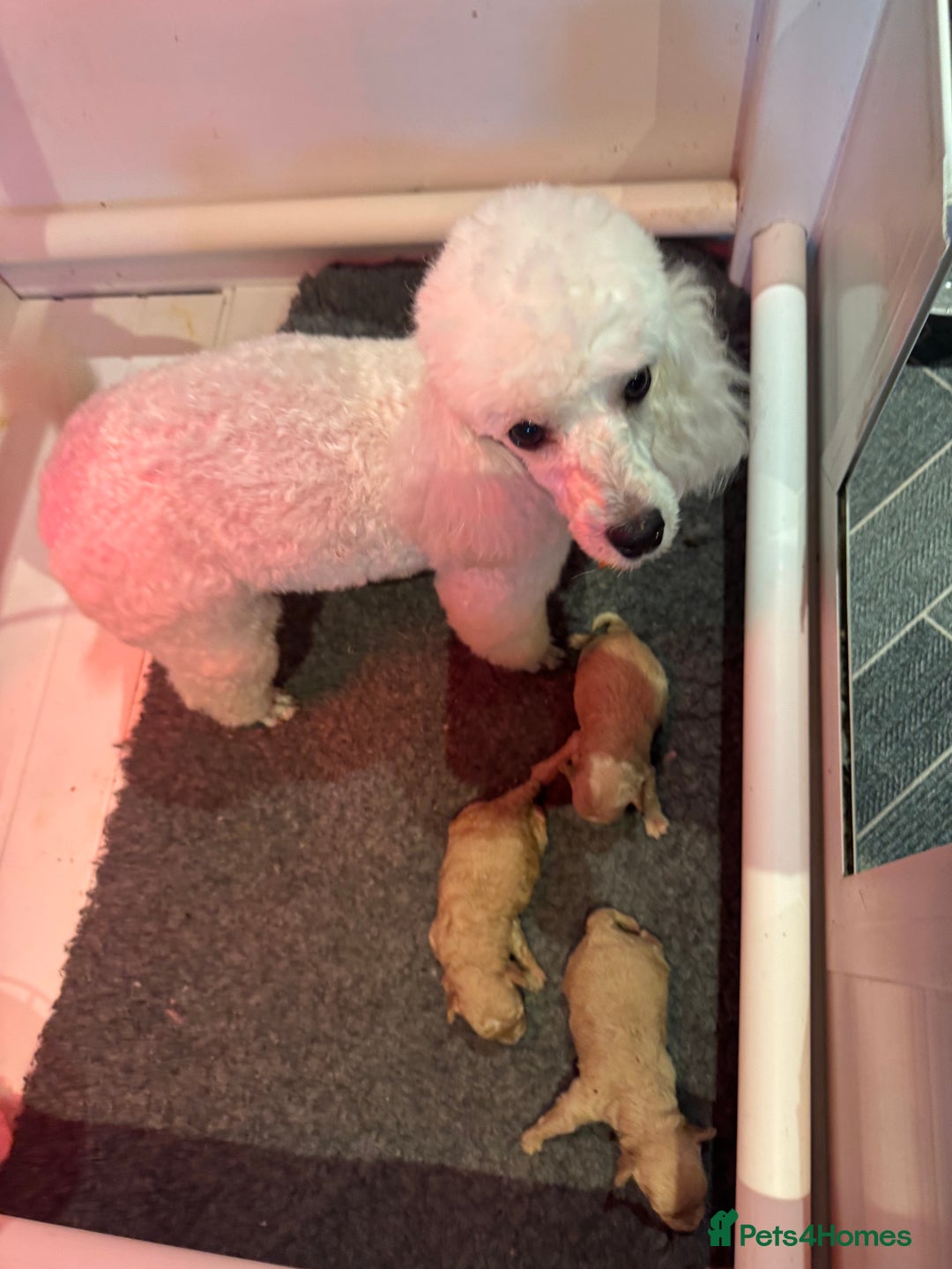 Toy Poodle dogs for sale: KC STUNNING TRUE TOY POODLES  - Advert 9