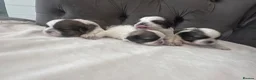 Shih Tzu dogs for sale: Standard Shih Tzu puppies  - Advert 8