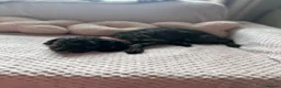 Toy Poodle dogs for sale: Little toy poodle  - Advert 16