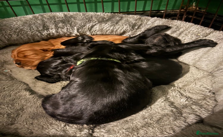 Cocker Spaniel dogs - Advert 6