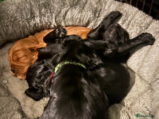 Cocker Spaniel dogs Cocker Spaniel pups for sale - Advert 15