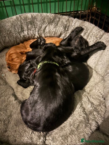 Cocker Spaniel dogs - Advert 6