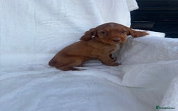Cocker Spaniel dogs for sale: Gorgeous red cocker spaniels puppies  - Image 13