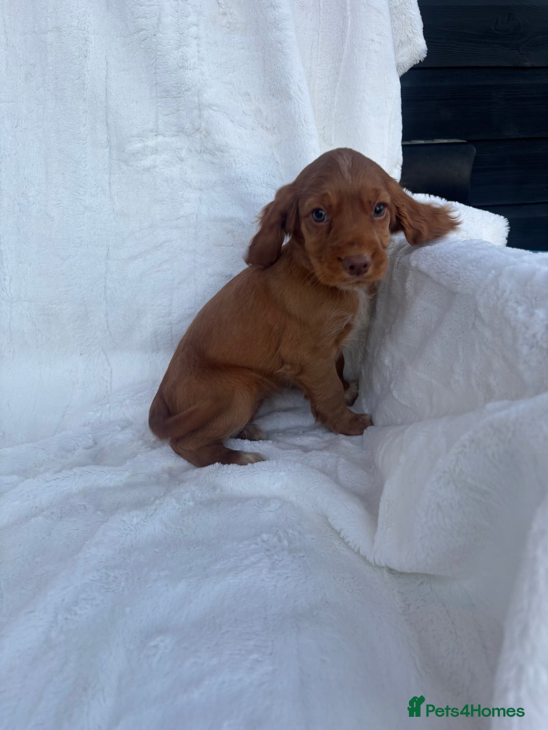 Cocker Spaniel dogs for sale: Gorgeous red cocker spaniels puppies  - Image 13