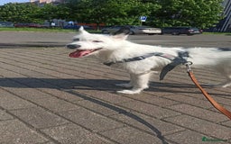 Mixed Breed dogs for adoption: 💖🐶 ATHENA 🐶💖 - Image 13