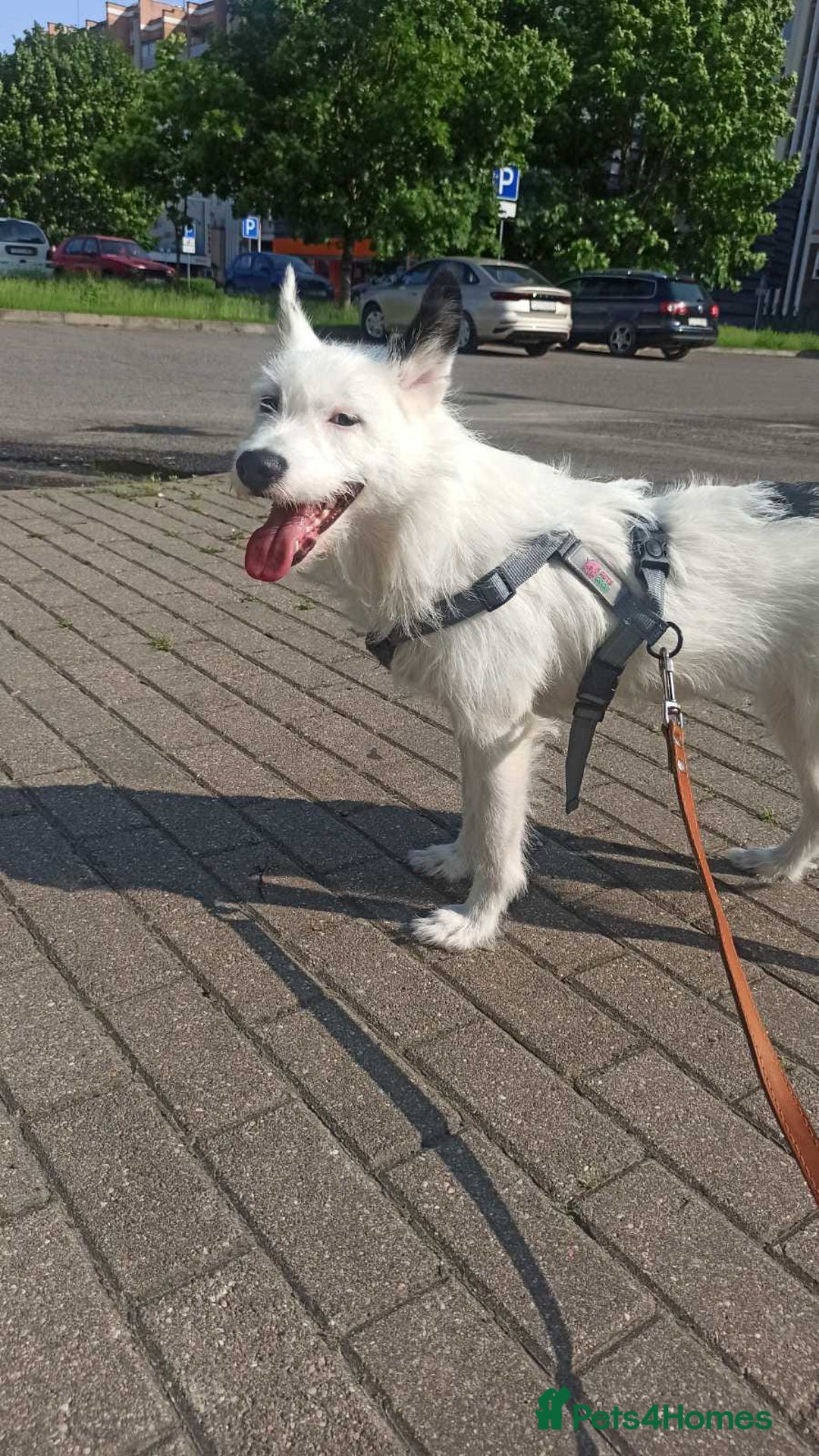 Mixed Breed dogs for adoption: 💖🐶 ATHENA 🐶💖 - Image 13