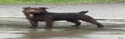 Patterdale Terrier dogs for sale: Patterdale terrier pups in Gravesend - Advert 10