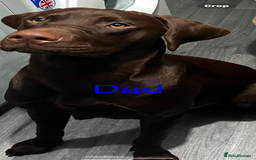 Labrador Retriever dogs for sale: 3 beautiful black Labrador retrievers - Advert 2