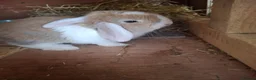 Mini Lop rabbits for sale: Mini lop - Advert 2