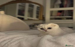 Scottish Fold cats for sale: Scottish fold (triple fold) - Image 6