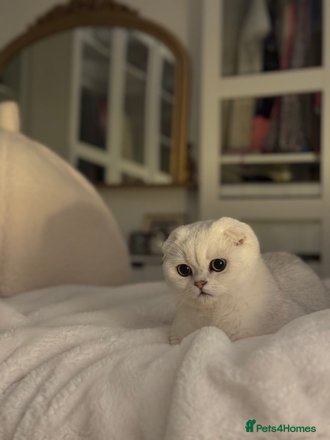 Scottish Fold cats for sale: Scottish fold (triple fold) - Image 6