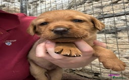 Labrador Retriever dogs for sale: KC reg health tested lab pups  - Image 15