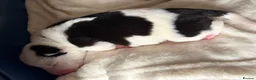 Mixed Breed dogs for sale: Beautiful bull/greyhound puppies  - Advert 3