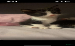 Maine Coon cats for sale: half maine coon kittens (2 females) - Image 2