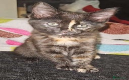 Mixed Breed cats for sale: Mixed bread  - Image 3
