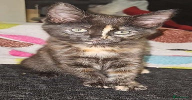 Mixed Breed cats - Advert 4