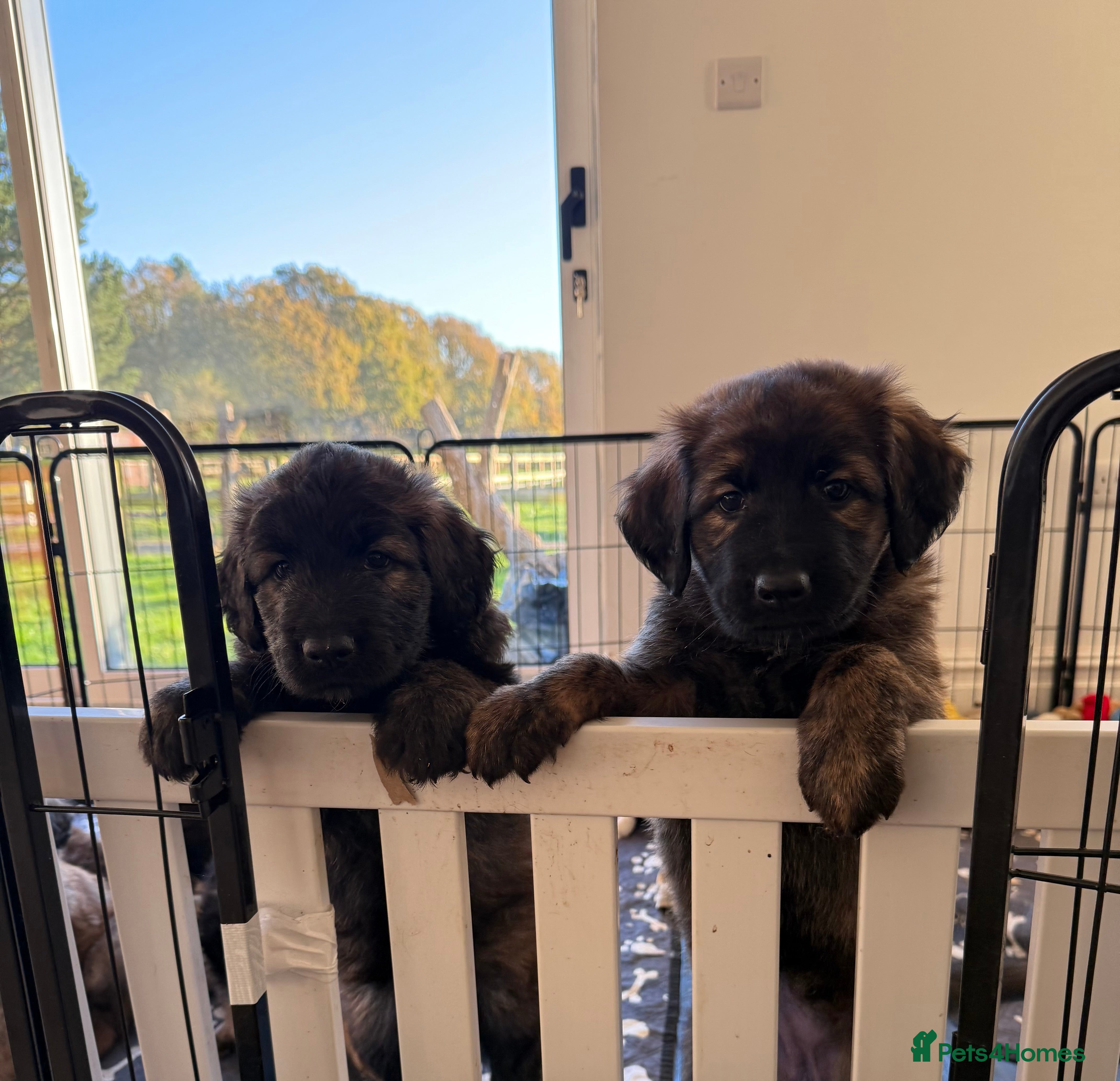 Mixed Breed dogs Goldendoodle x Blue Sable German Shepard puppies - Advert 7