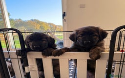 Mixed Breed dogs for sale: Goldendoodle x Blue Sable German Shepard puppies - Advert 1