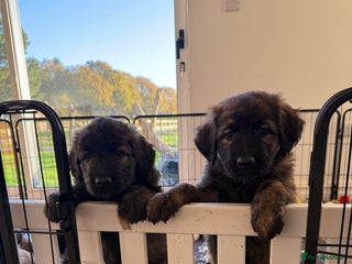 Mixed Breed dogs for sale: Goldendoodle x Blue Sable German Shepard puppies - Advert 1
