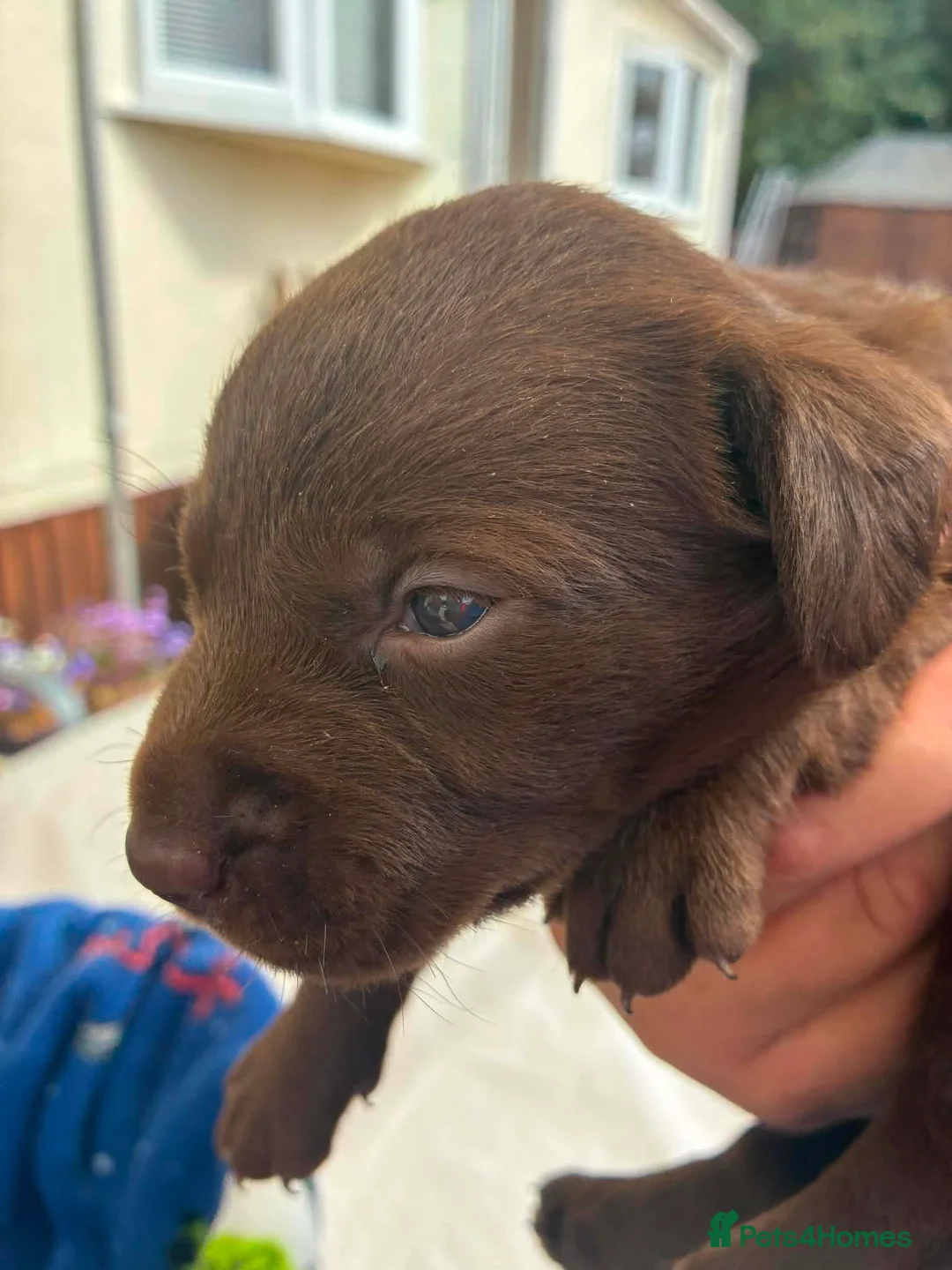 Labrador Retriever dogs for sale: Labrador Puppies  in Dereham - Advert 7