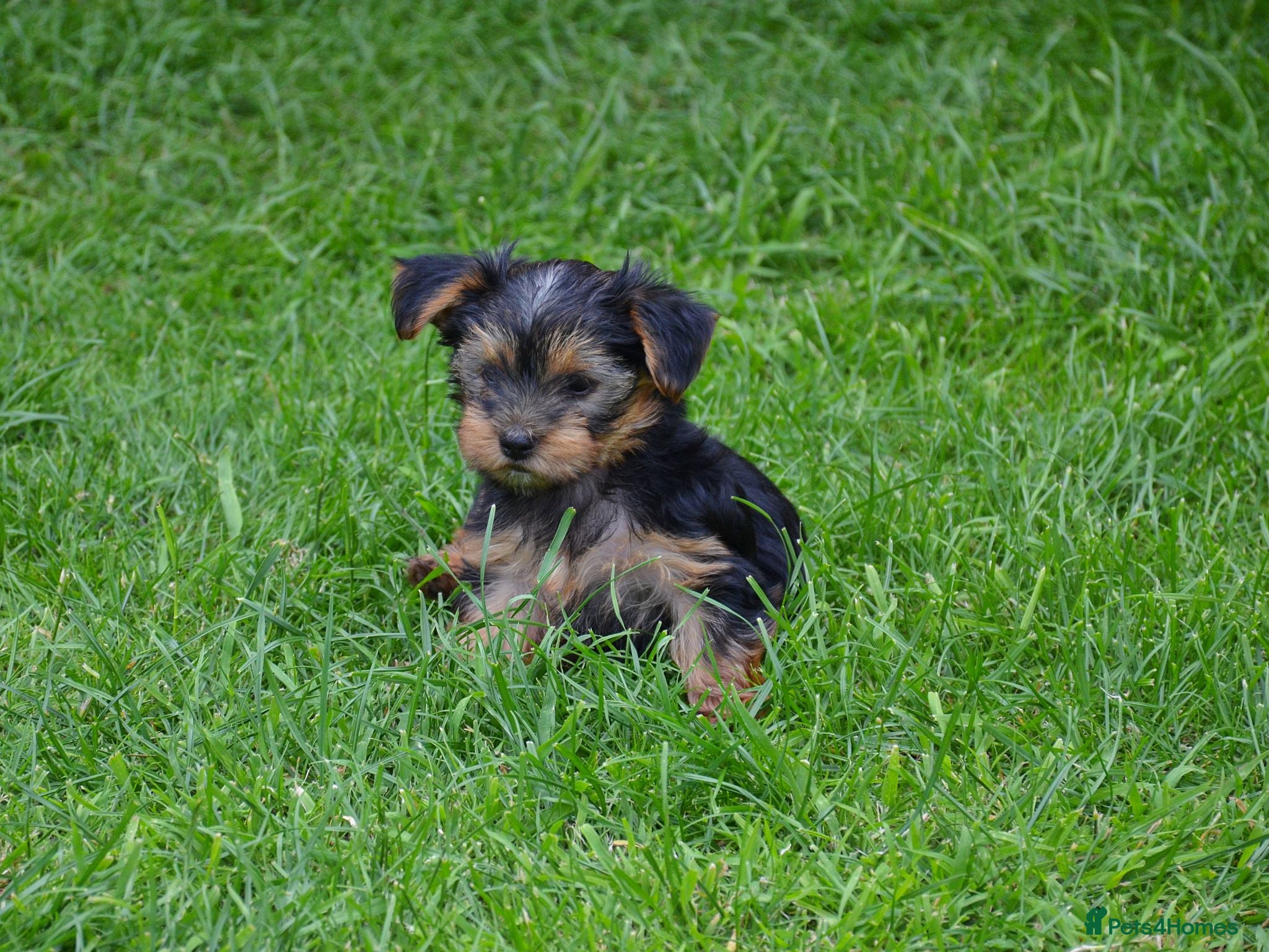 Yorkshire Terrier dogs Purebred Yorkshire Terrier Puppies Vaccinated  - Advert 2