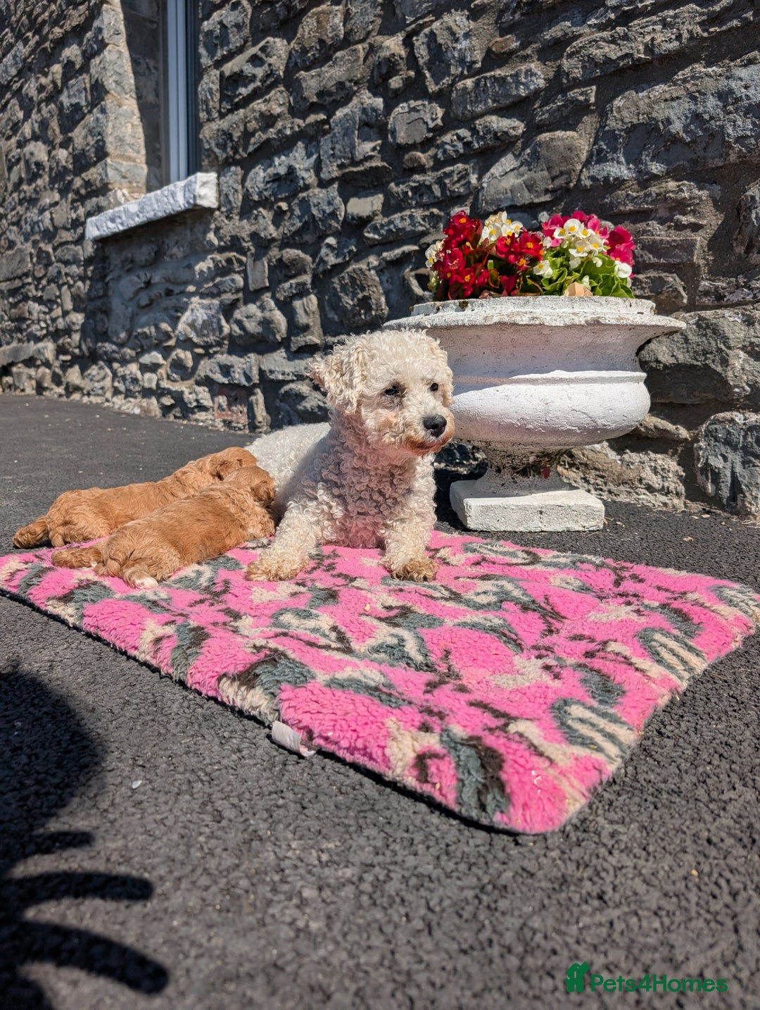 Cavachon dogs for sale: 2 Gorgeous Cavachons left🩷🩷 - Image 3