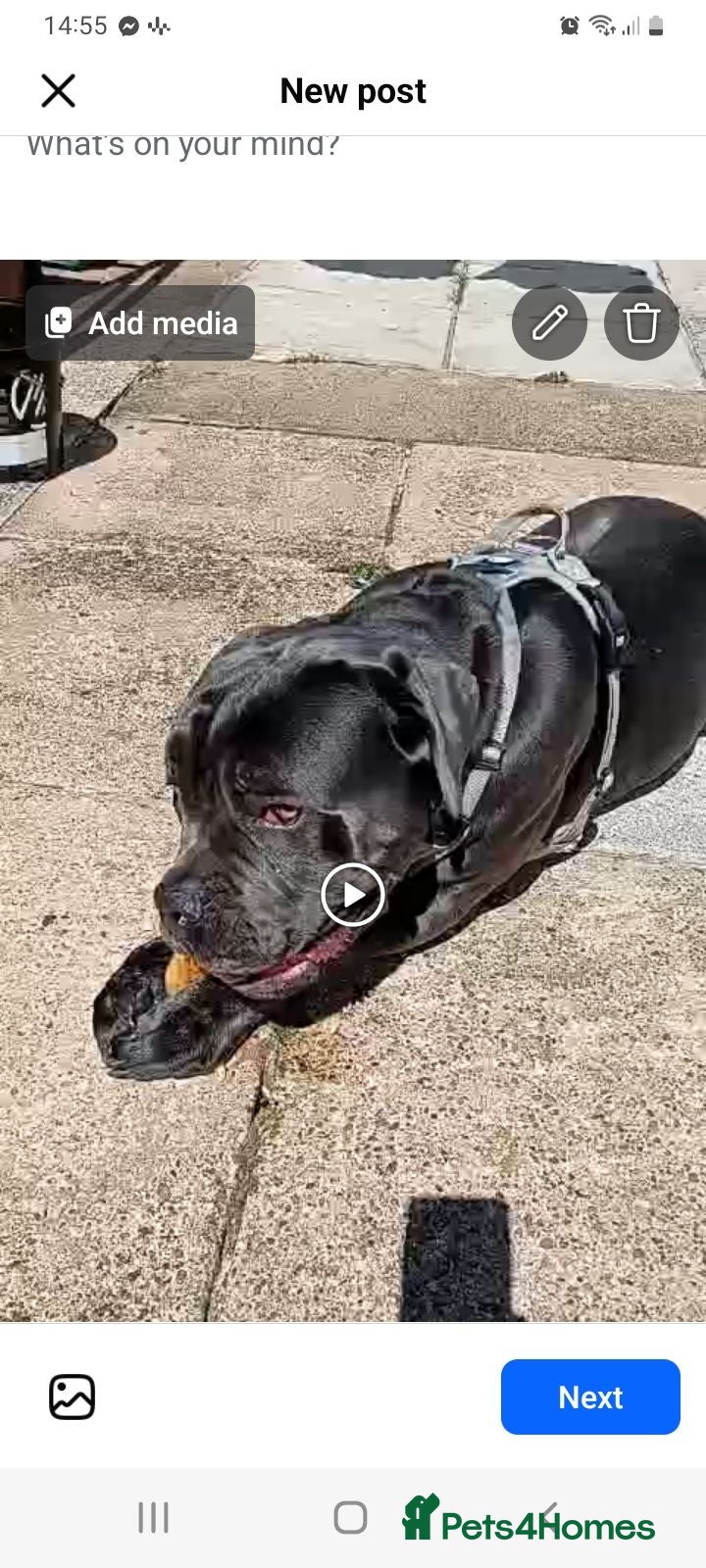 Cane Corso dogs Gorgeous Male Blue Cane Corso - Advert 1