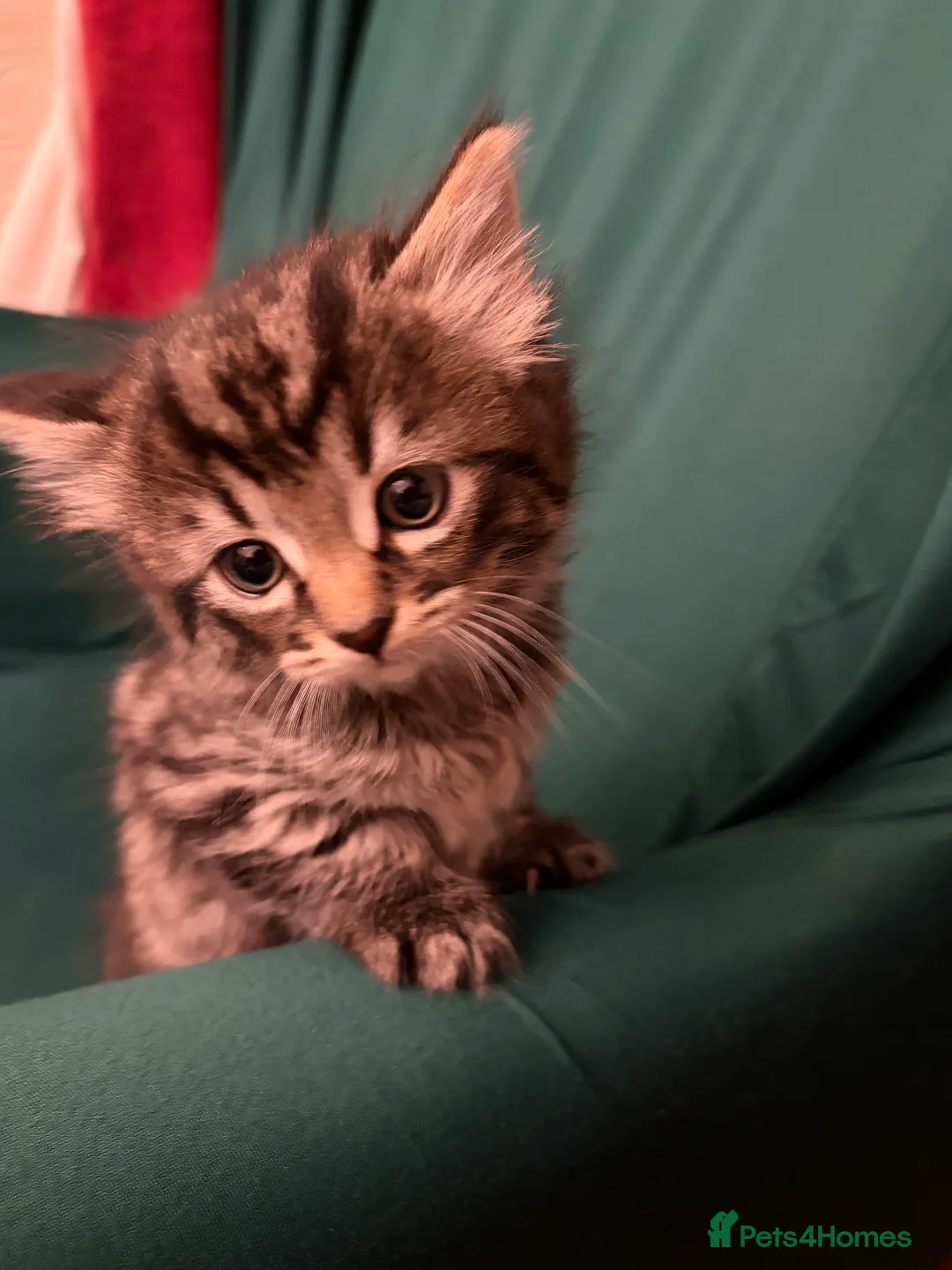 Mixed Breed cats for sale: Tabby kittens sale  - Advert 7
