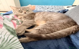 Mixed Breed cats for sale: Russian blue x tabby girl  - Image 5