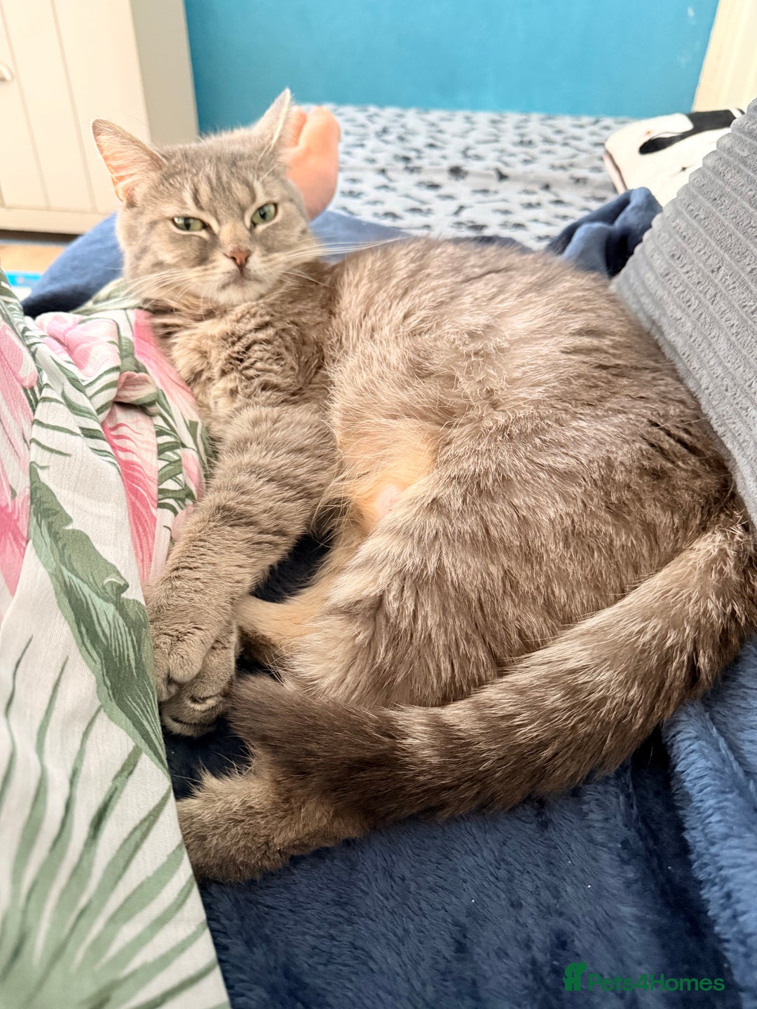 Mixed Breed cats for sale: Russian blue x tabby girl  - Image 5