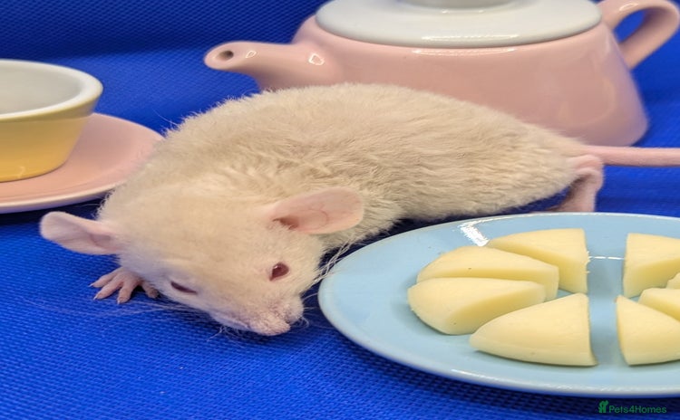 Rat rodents Two beautiful dumbo, rex girls left. - Advert 2